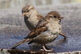 Tom's Pest Control Adelaide, Adelaide
