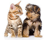Solid Gold PETS (S.E.A) Pte Ltd., Pasir Laba