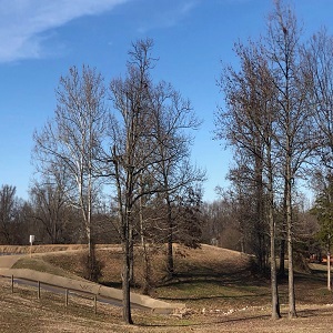 Profile Photos of Southaven Tree Service 8328 Concord Cove - Photo 1 of 1