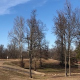 Southaven Tree Service, Southaven