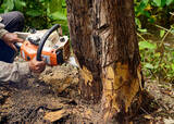  Tree Removal Austin - ATX Tree Pros 730 Wales Way 