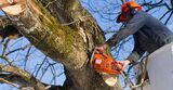  Tree Removal Austin - ATX Tree Pros 730 Wales Way 