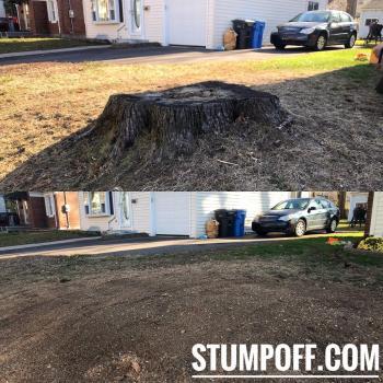  Profile Photos of Stump 