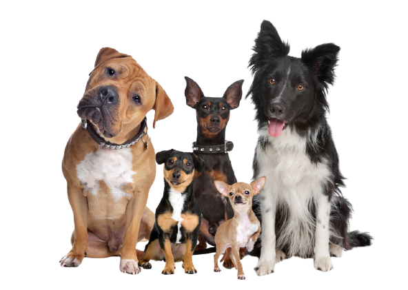  Profile Photos of Pet Food Patrol 20 Clement St - Photo 2 of 4