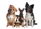 Pet Food Patrol, San Francisco
