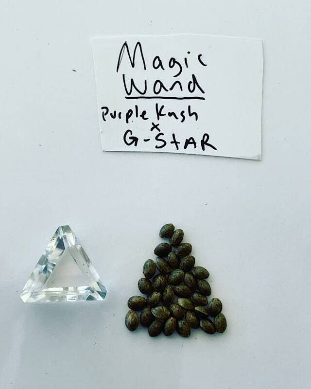  Marijuana Seed Connect of Marijuana Seed Connect 3030 S Rural Rd #104 - Photo 19 of 19