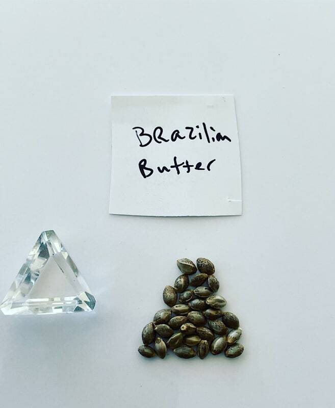  Marijuana Seed Connect of Marijuana Seed Connect 3030 S Rural Rd #104 - Photo 17 of 19
