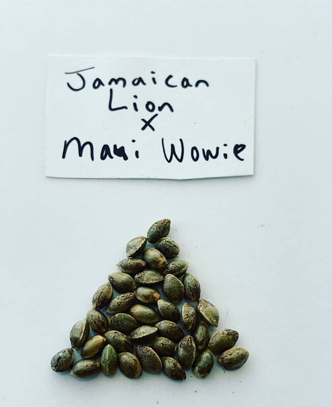  Marijuana Seed Connect of Marijuana Seed Connect 3030 S Rural Rd #104 - Photo 15 of 19