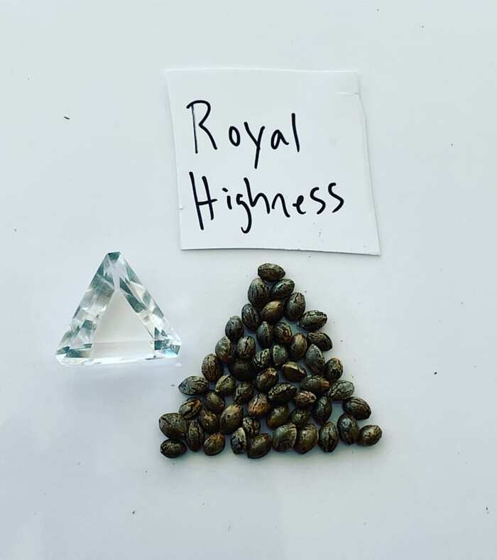  Marijuana Seed Connect of Marijuana Seed Connect 3030 S Rural Rd #104 - Photo 14 of 19