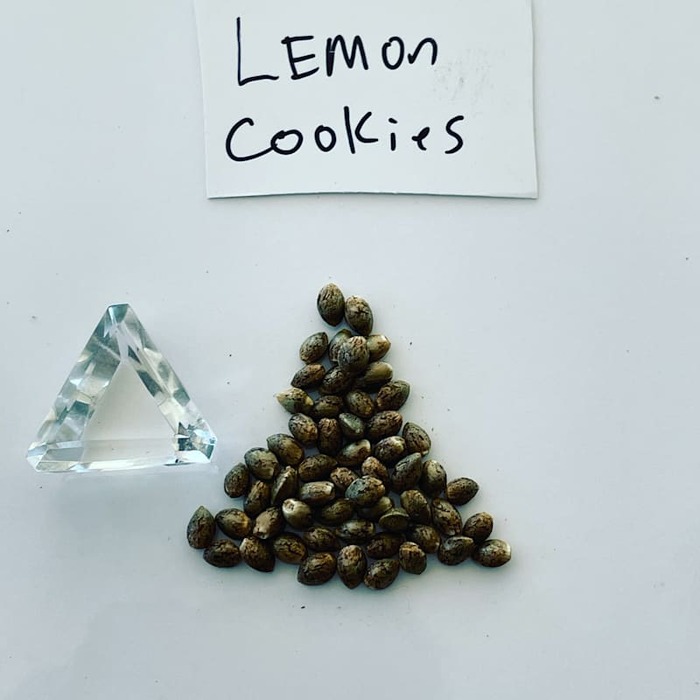  Marijuana Seed Connect of Marijuana Seed Connect 3030 S Rural Rd #104 - Photo 13 of 19