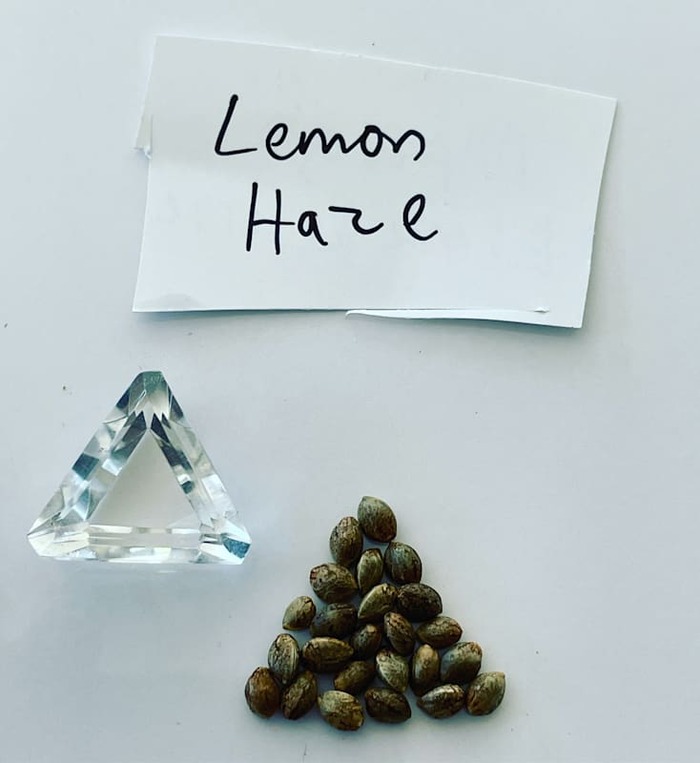  Marijuana Seed Connect of Marijuana Seed Connect 3030 S Rural Rd #104 - Photo 1 of 19