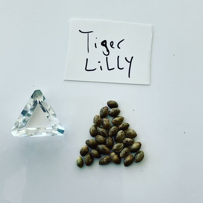  Marijuana Seed Connect of Marijuana Seed Connect 3030 S Rural Rd #104 - Photo 8 of 19
