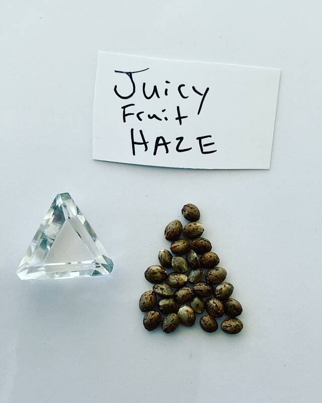  Marijuana Seed Connect of Marijuana Seed Connect 3030 S Rural Rd #104 - Photo 7 of 19