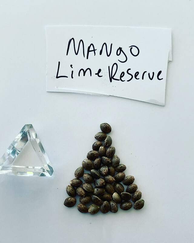  Marijuana Seed Connect of Marijuana Seed Connect 3030 S Rural Rd #104 - Photo 5 of 19