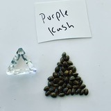  Marijuana Seed Connect 3030 S Rural Rd #104 