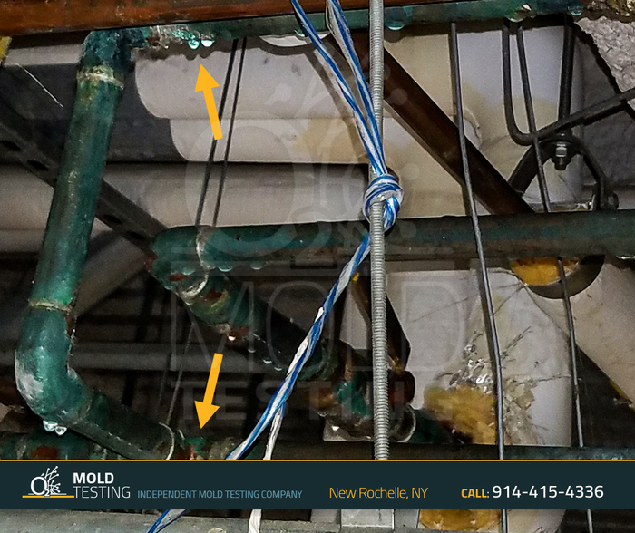  Profile Photos of o2 Mold Testing 2 Stonelea Pl, - Photo 13 of 18