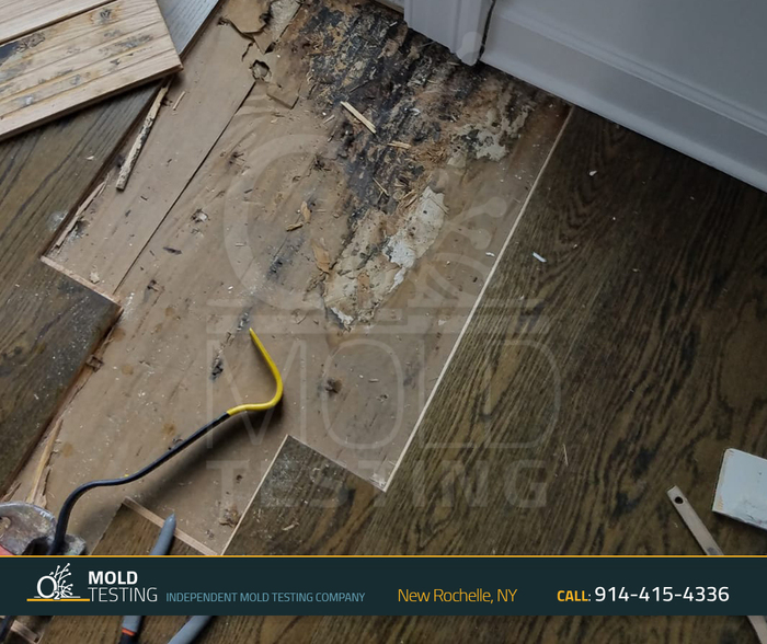  Profile Photos of o2 Mold Testing 2 Stonelea Pl, - Photo 7 of 18