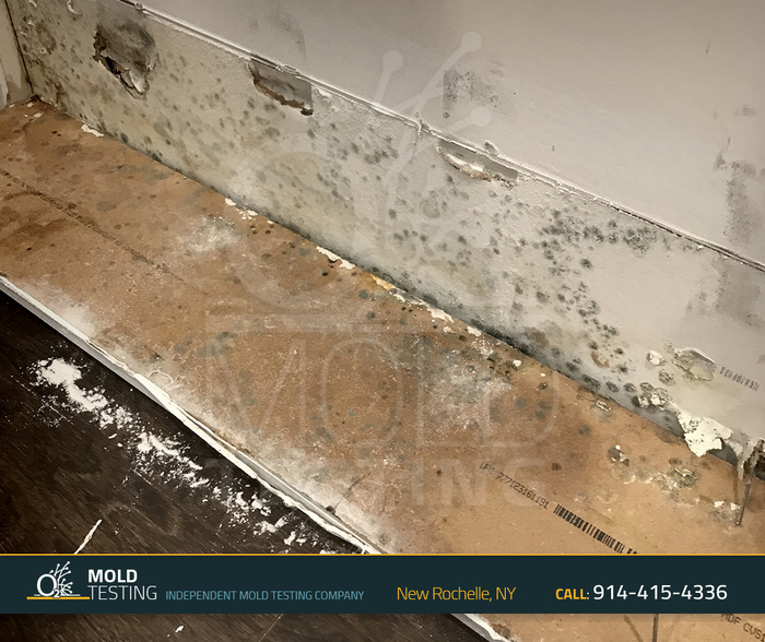  Profile Photos of o2 Mold Testing 2 Stonelea Pl, - Photo 6 of 18