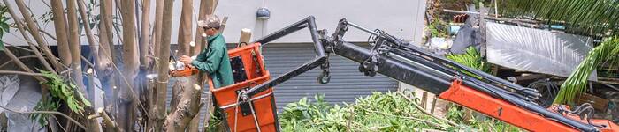  Profile Photos of Big Easy Tree Removal: New Orleans Tree Service & Grinding Company 625 Celeste St, Suite 504-B - Photo 2 of 10