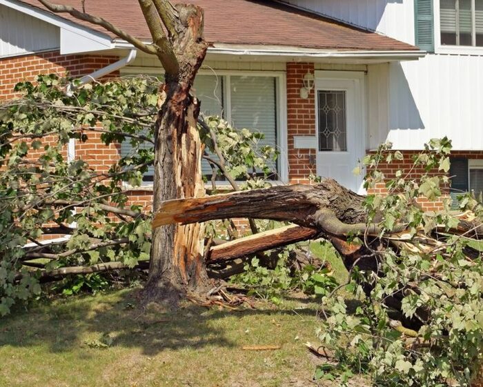  Profile Photos of Big Easy Tree Removal: New Orleans Tree Service & Grinding Company 625 Celeste St, Suite 504-B - Photo 3 of 10