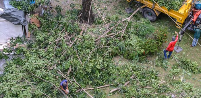  Profile Photos of Big Easy Tree Removal: New Orleans Tree Service & Grinding Company 625 Celeste St, Suite 504-B - Photo 9 of 10