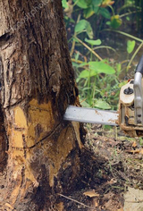 Big Easy Tree Removal: New Orleans Tree Service & Grinding Company, New Orleans