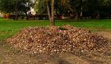 Glendale Lawn Pros, Glendale