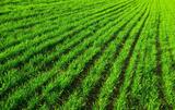 Glendale Lawn Pros, Glendale