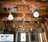  FDP Mold Remediation 1 Charles Pond Dr, 