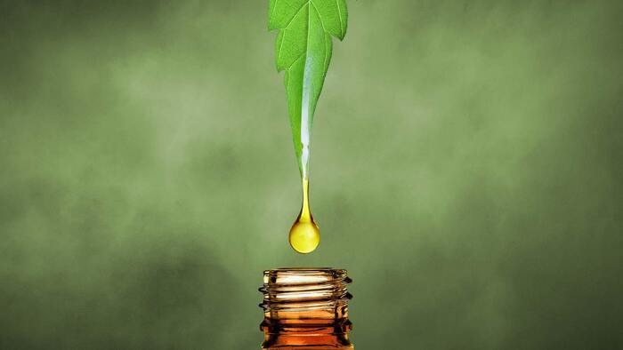  Profile Photos of Premium Hemp Flower EU, Buy hemp flowers from European 30 Gordon Terrace - Photo 5 of 7