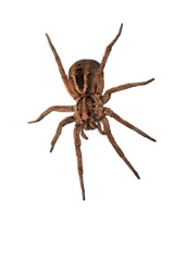 Six Brothers Pest Control, St. George