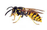Six Brothers Pest Control, St. George