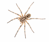 Six Brothers Pest Control, St. George