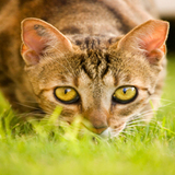 Pet Paradise LLC, Harrisonburg