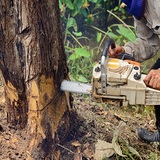 Stockton Tree Service Experts, Stockton