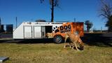 Dogmovers, Logan Village