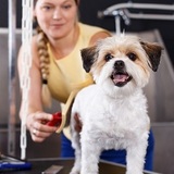 Dog Grooming Leicester Mobile Paws, Leicester