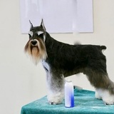 Dog Grooming Leicester Mobile Paws, Leicester