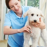 Dog Grooming Leicester Mobile Paws, Leicester