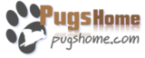 Pugs Home, Austin