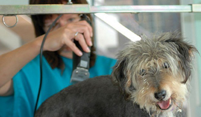  Profile Photos of Orchard Farm Kennels Orchard Farm, Woolborough Lane - Photo 1 of 5