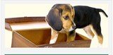 Orchard Farm Kennels, Outwood