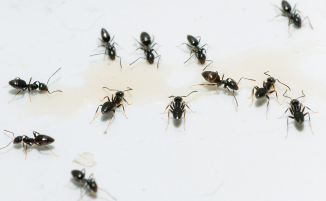  New Album of Pest Control Sunbury 126 Gap Rd - Photo 1 of 5