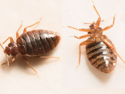  New Album of Pest Control Sunbury 126 Gap Rd - Photo 2 of 5