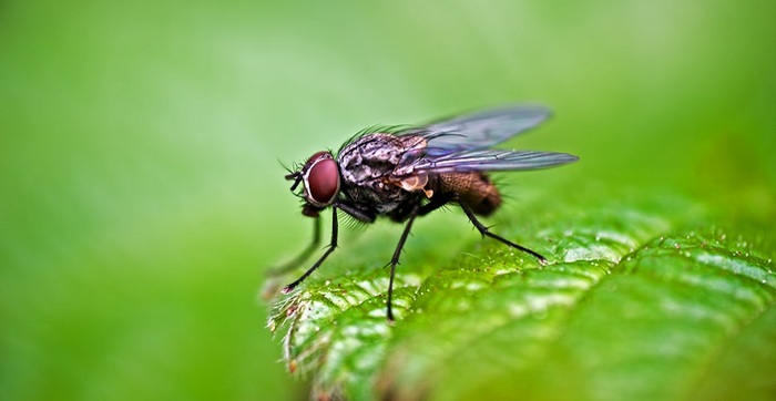  New Album of Pest Control Sunbury 126 Gap Rd - Photo 4 of 5