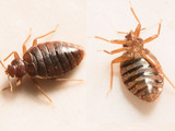 Pest Control Sunbury, Sunbury