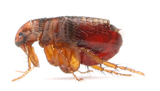 Pest Control Sunbury, Sunbury