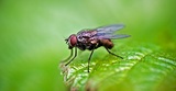Pest Control Sunbury, Sunbury