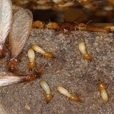 Pest Control Sunbury, Sunbury