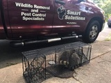 Smart Solutions Wildlife Removal, Roswell